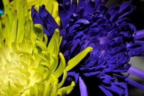 yellow purple flowers macro photo