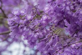 closeup picture of purple wild flowers