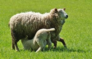 sheep with a lamb on a green meadow close up