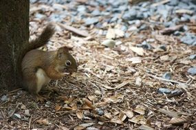 squirrel wildlife