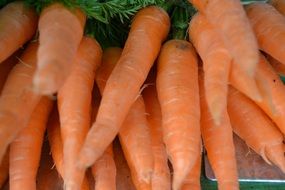 A lot of orange carrots in a pile