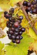ripe wine grape