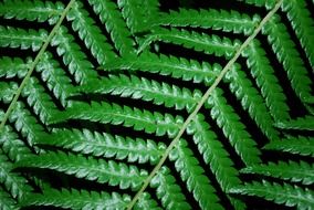 green leaf of fern close-up
