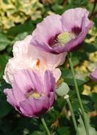 purple poppies in the garden