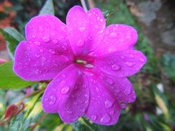 purple flower in dew