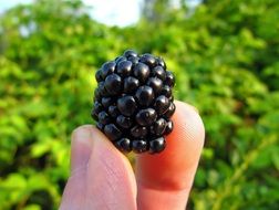 blackberry ripe