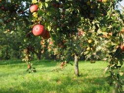 fruit of the apple tree