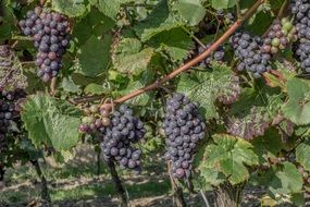 fresh blue grapes in the vineyard