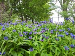 blue wildflowers in gardening