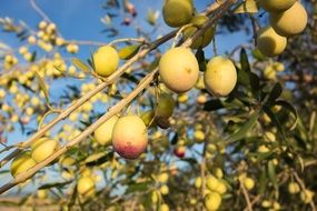 fresh olives fruit
