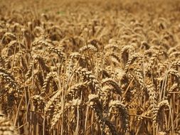 golden wheat field