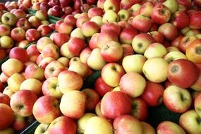 scattering of ripe apples