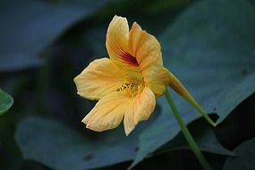 yellow wild flower