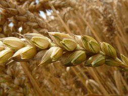 ear of wheat on a background field