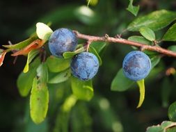 shrub with blue berries