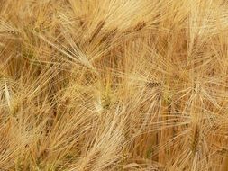 agriculture spike grain food