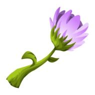 Picture of purple blossom