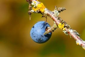 blackthorn berries close up on blurred background