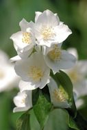 white wildflowers with green leaves