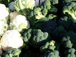 broccoli and cauliflower in the sunlight