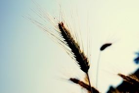 wheat spike in sun rays