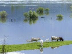 a herd of cows drink water by the river