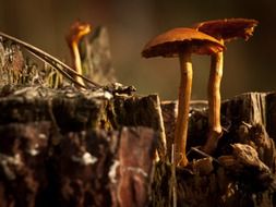 mushrooms is an organic product