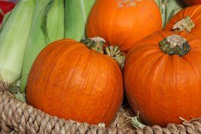 autumn basket with orange pumpkins