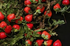 red strawberries with green leaves