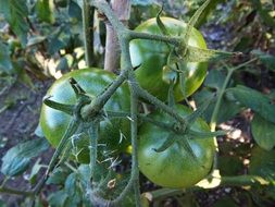 green tomatoes on garden bed