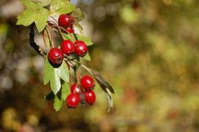 Burgundy rosehips