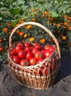 a bunch of red tomatoes are in a big basket