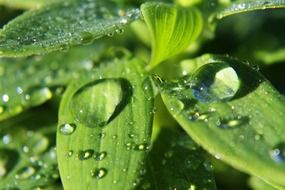 rain drops on grass macro