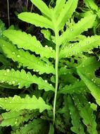 light green leaves of fern close-up