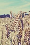 photo of a wheat field outside the city