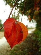 Red leaves in autumn close-up on blurred background