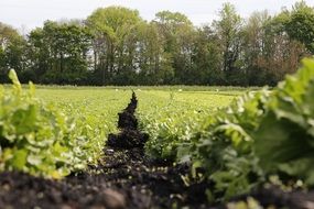 field of green salad