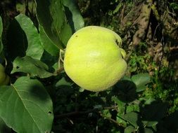 green quince on a branch