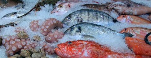 fresh fish, squid and mussels