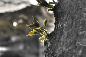Plants on a tree close-up on blurred background