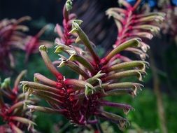 anigozanthos kangaroo