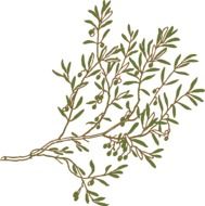 olive branch with green leaves and fruits, illustration