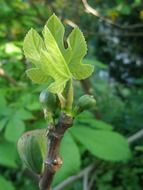 green fig fruit