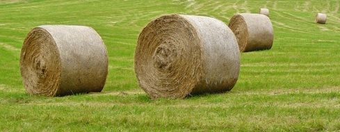 rolled straw bales on the green field