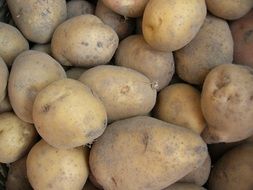 raw dirty potatoes close-up