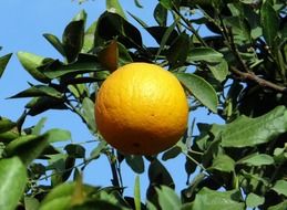 citrus fruit orange grows on a tree