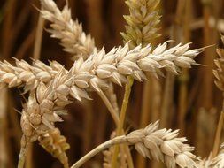 ears of wheat on a background field