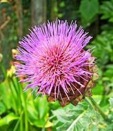 Purple cardoon