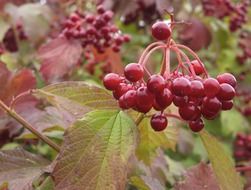 red berries on a bush close up