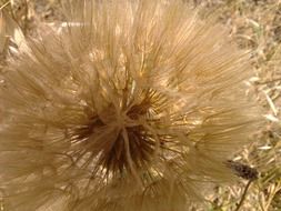 fluffy bloom of dandelion close up